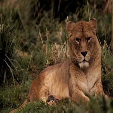 serengeti migration safari 